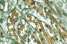 IT - implicazioni coronavirus