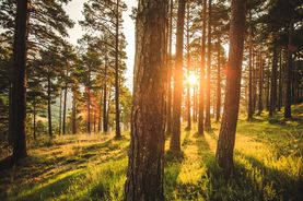 Évolutions du Groupement Forestier d’Investissement (GFI) Amundi Investissement Forestier