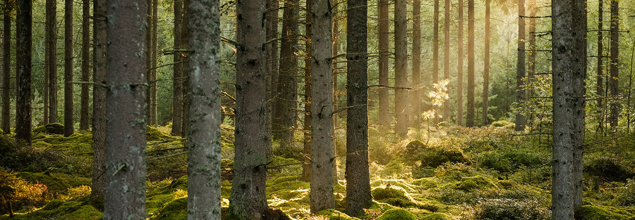 Foret Actualite Front