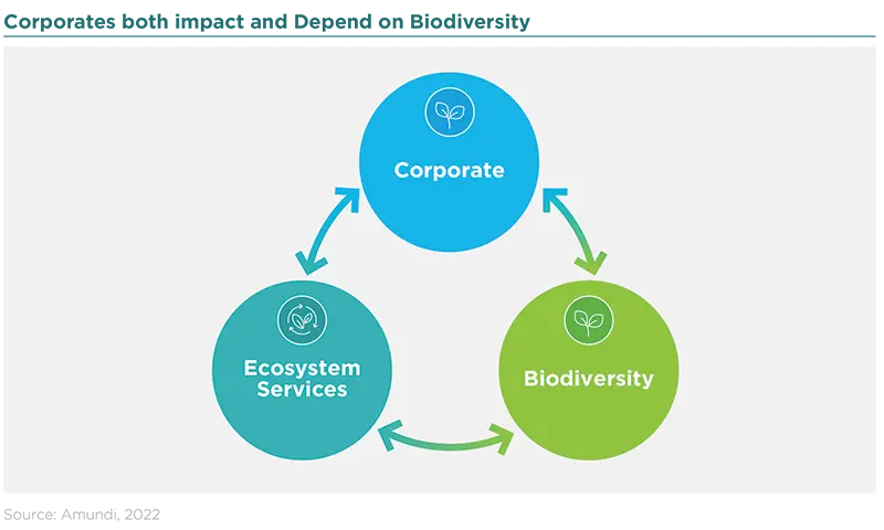 Corporates both impact and Depend on Biodiversity