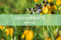 Biodiversité