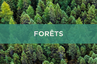 Forêts