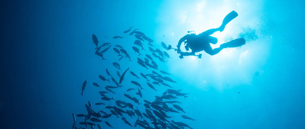 A diver engaging with a school of fish.