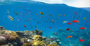 A coral reef with many colourful fish and part of the sky above water