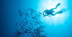 A diver engaging with a school of fish.