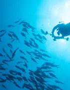 A diver engaging with a school of fish.