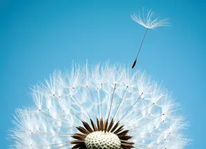 Pusteblume