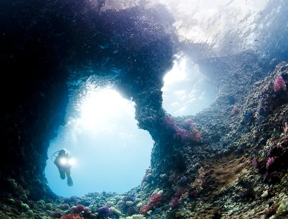 Marine ecosystem - scuba diver