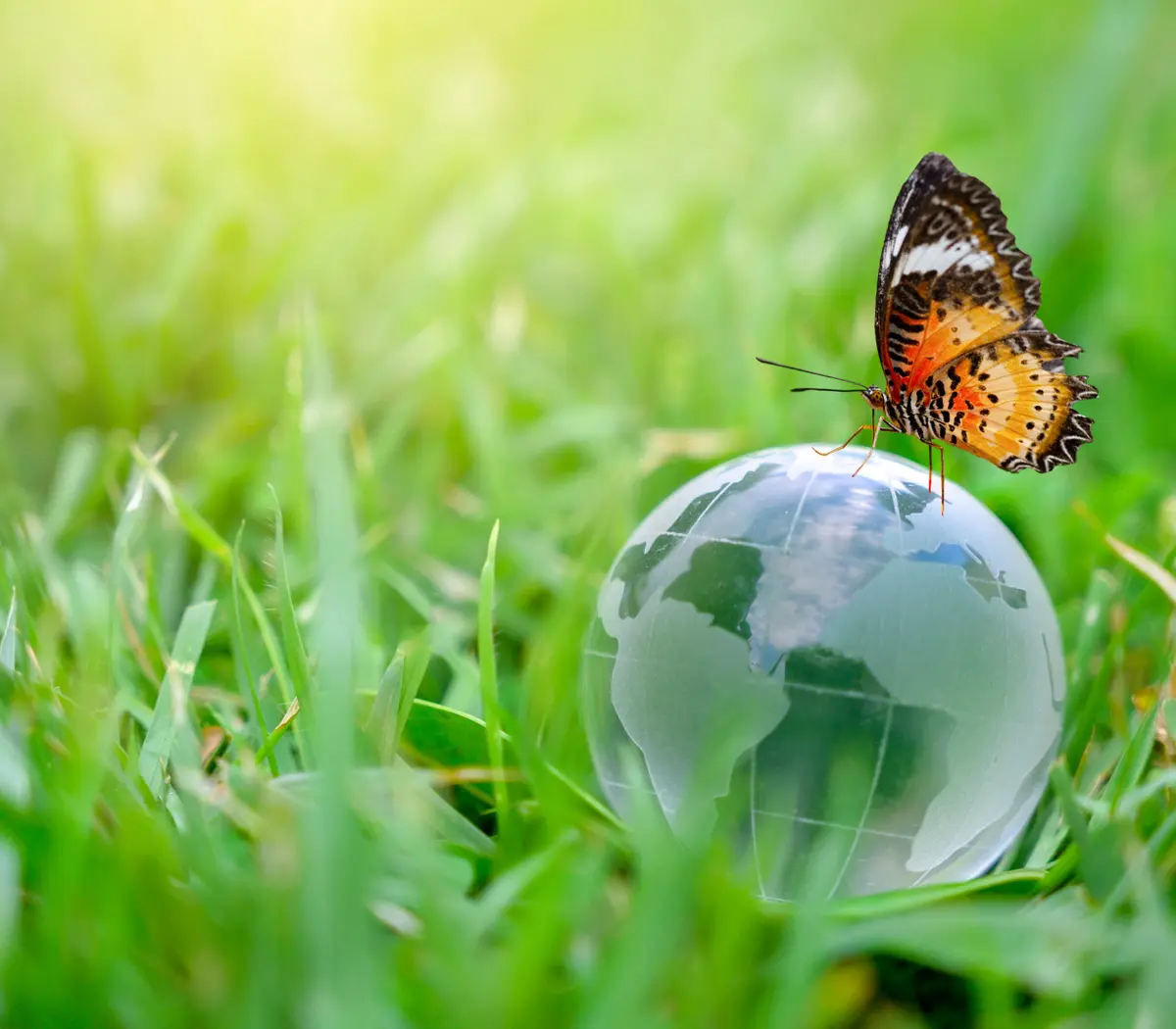 Un papillon se posant sur un globe terrestre, symbolisant l'importance des investissements durables.