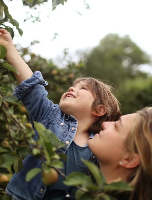 Deux personnes dans un verger, un enfant cueillant des pommes avec un adulte.