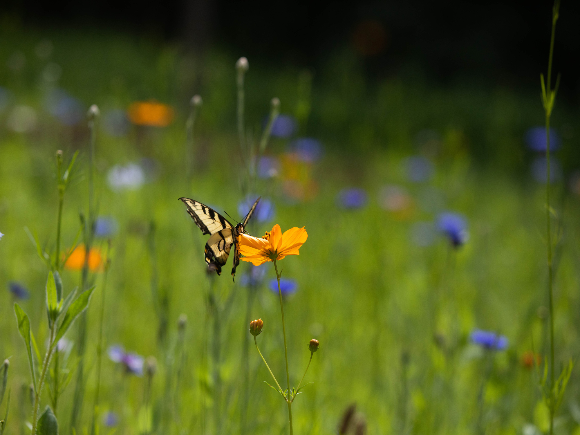 AMUNDI RESPONSIBLE INVESTING - EURO CREDIT BIODIVERSITY