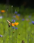 AMUNDI RESPONSIBLE INVESTING - EURO CREDIT BIODIVERSITY