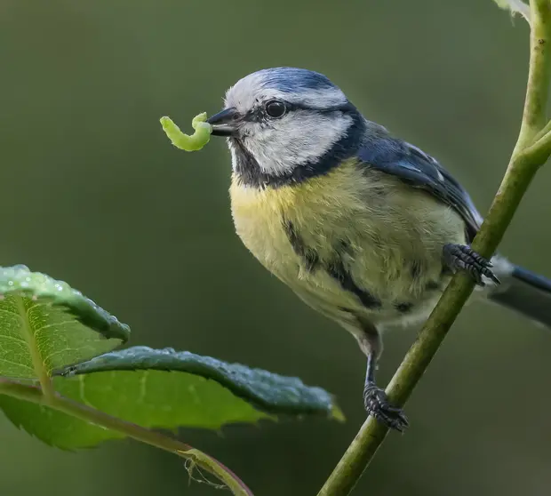 biodiversité