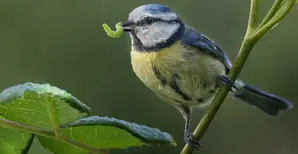 Un oiseau