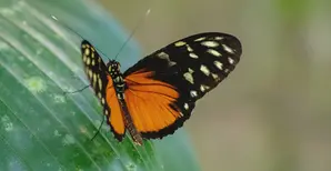 Un papillon sur une feuille