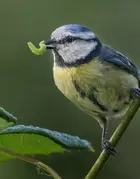 Un oiseau