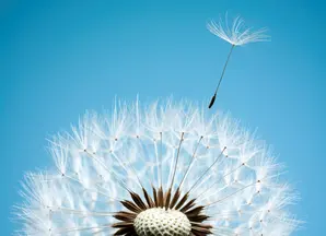 Dandelion seeds against blue sky