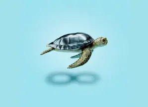 Amundi Funds Asia Income ESG Bonds - Turtle