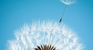 Dandelion seeds against blue sky