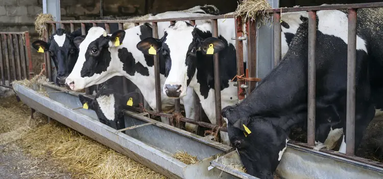Des vaches dans une ferme
