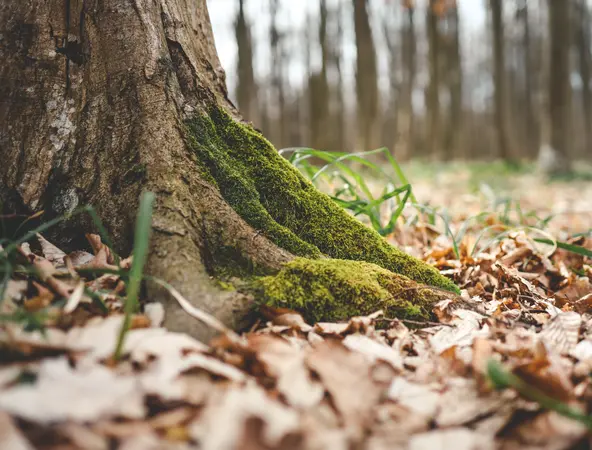 Nahaufnahme Baum und Erde