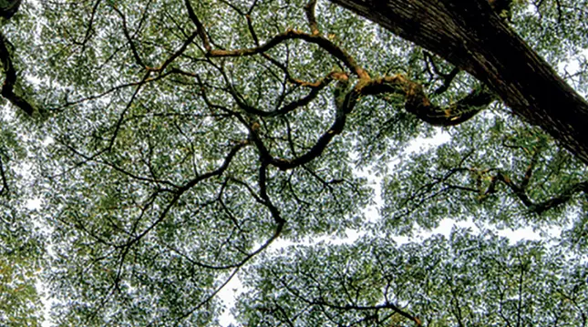 2019.04-IFC-Emerging-market-green-bonds