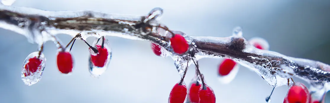 h2-2020-investment-outlook-investing-during-a-de-freezing-cycle-Slider.jpg