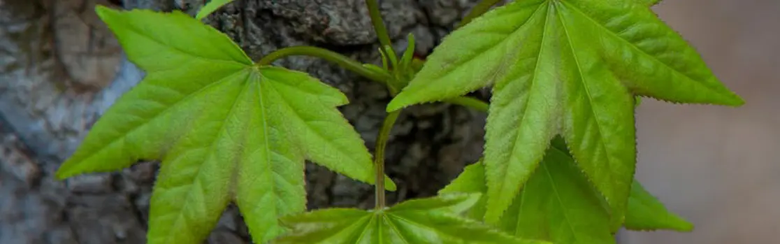 sustainability-linked-bonds-slider.jpg