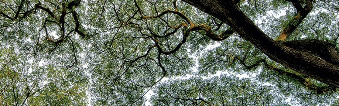 2019.04-IFC-Emerging-market-green-bonds