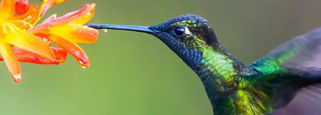 Emerging Market Green Bonds Report 2023