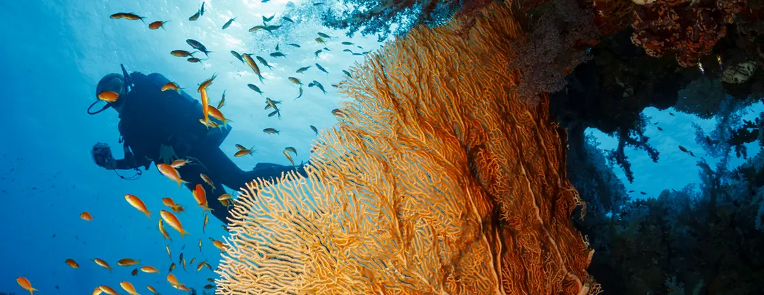Diving In: Starting an Aquaculture Business in Malaysia