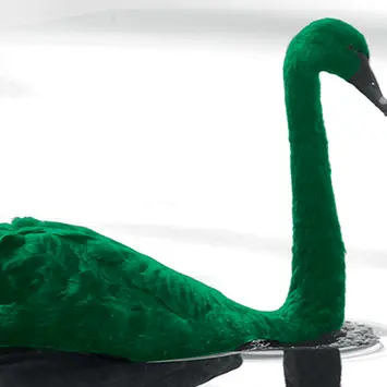 Slider-1280x400-GreenSwan.png