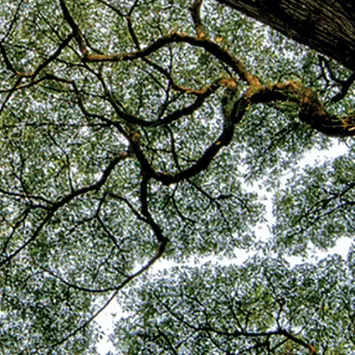 2019.04-IFC-Emerging-market-green-bonds