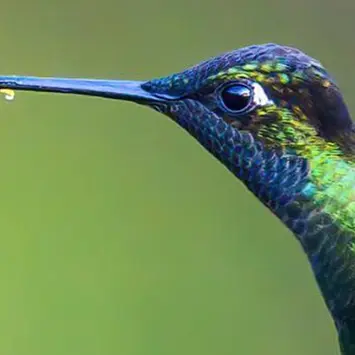 Emerging Market Green Bonds Report 2023
