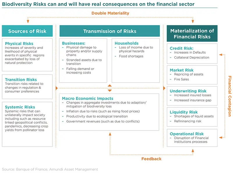 Biodiversity Risks can and will have real consequences on the financial sector