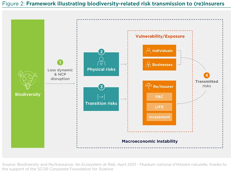 Framework illustrating biodiversity-related risk transmission to re(insurers)