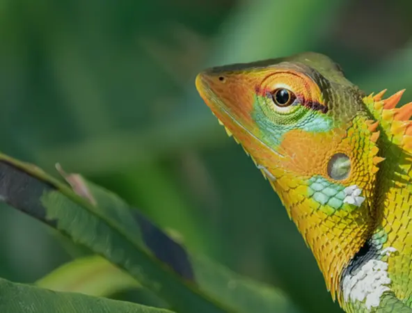 RC- 2025.06.03 - EM Green Bonds Report 2025 